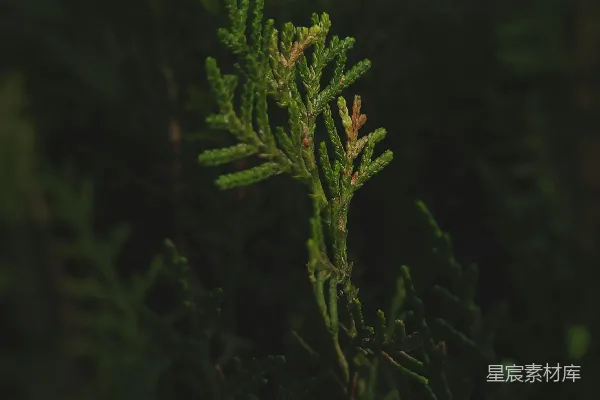 高清摄影 松柏的宁静