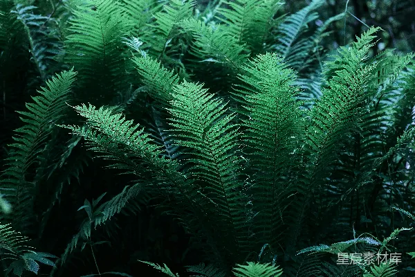 高清摄影 幽暗森林中的蕨类植物