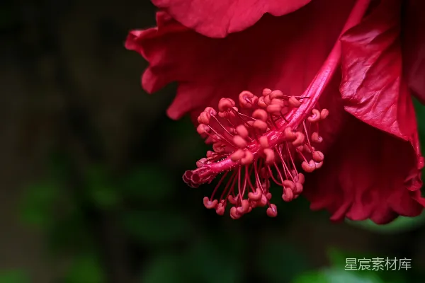 高清摄影 绽放的红色花朵特写