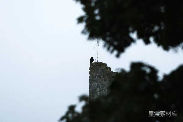 高清摄影 乌鸦静立古塔