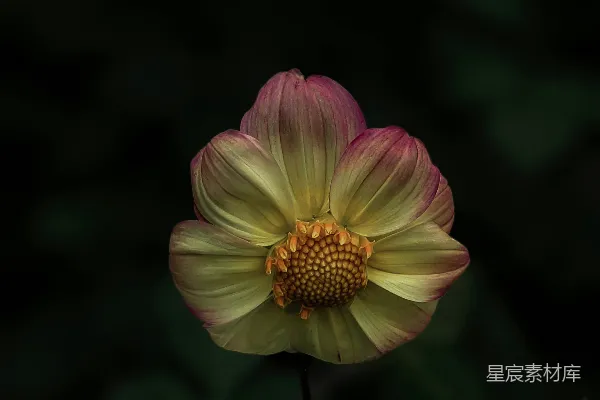 高清摄影 晚霞中的菊花
