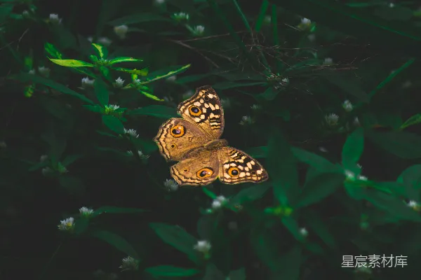 高清摄影 蝴蝶与自然