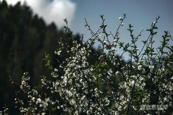 高清摄影 春风中的白花枝头