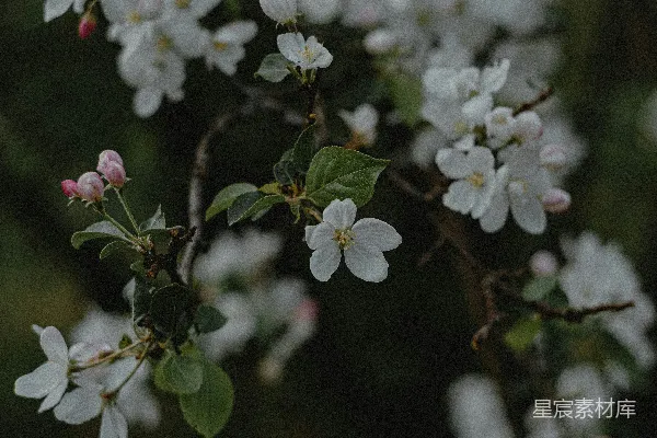 高清摄影 静谧的白色花序