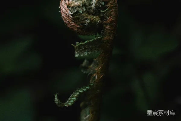 高清摄影 蕨类植物的新生