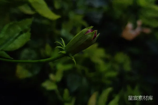 高清摄影 含苞待放的花朵
