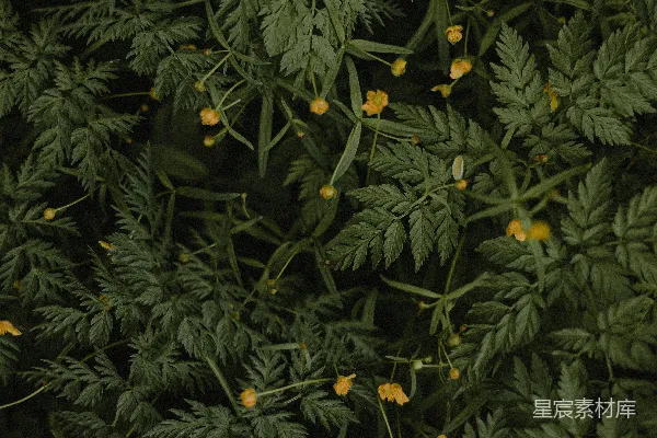 高清摄影 绿色植物与橙色花朵的自然之美
