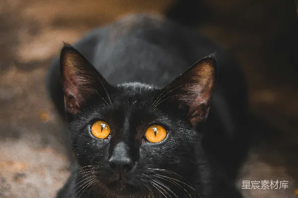 高清摄影 黑猫特写