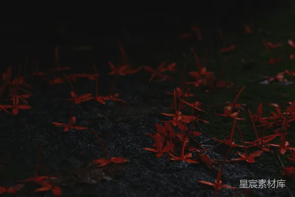 高清摄影 地上的红色花瓣