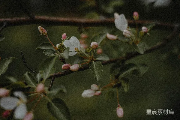 高清摄影 春天的枝头绽放