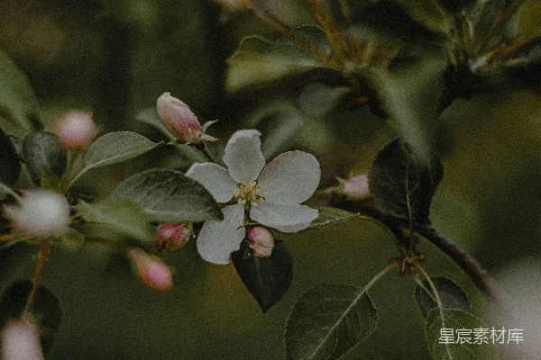 高清摄影 春天的苹果花