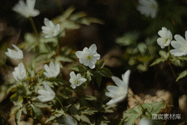 高清摄影 森林中的白色花朵
