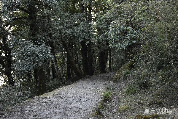 高清摄影 森林中的石板小径