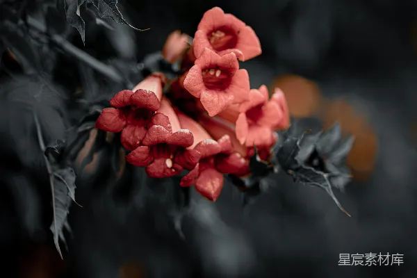 高清摄影 深色背景下的红色喇叭花