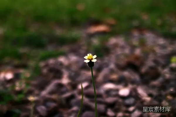 高清摄影 孤芳自赏的小花