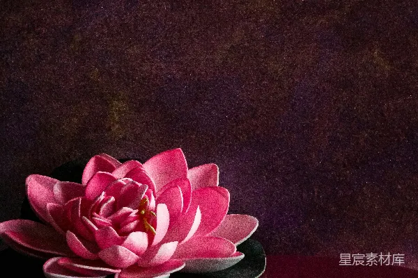 高清摄影 静谧的莲花