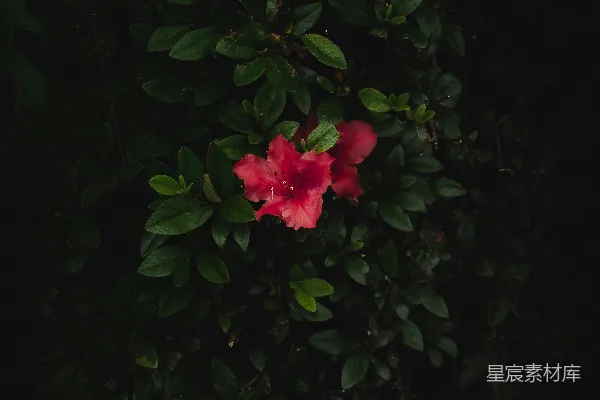 高清摄影 夜色中的红花