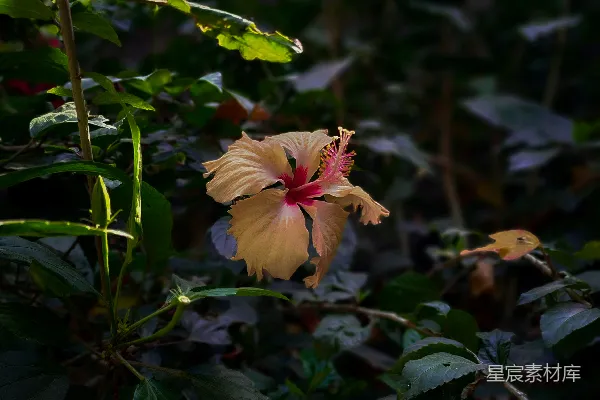 高清摄影 晨光中的芙蓉花