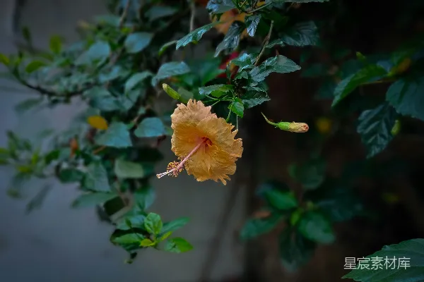 高清摄影 晨光中的橙色芙蓉花