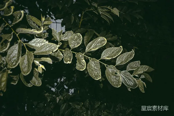 高清摄影 夜色中的绿叶