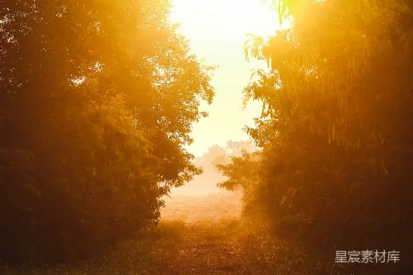 高清摄影 晨光中的森林小径