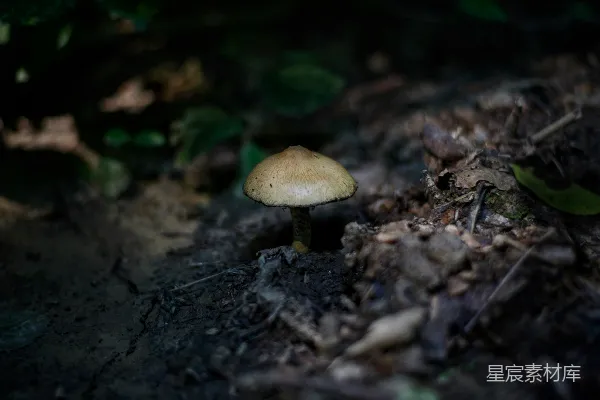 高清摄影 森林中的小蘑菇
