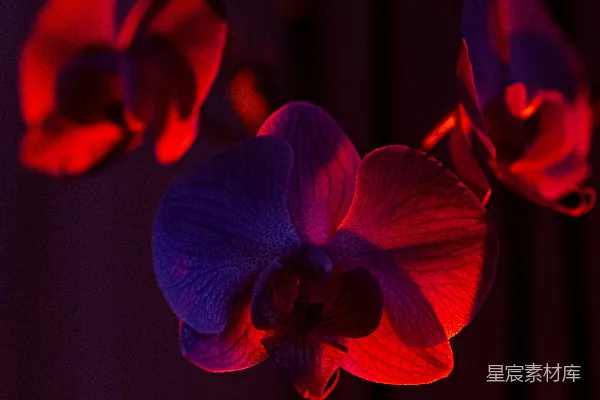 高清摄影 霓虹下的兰花：梦幻与神秘