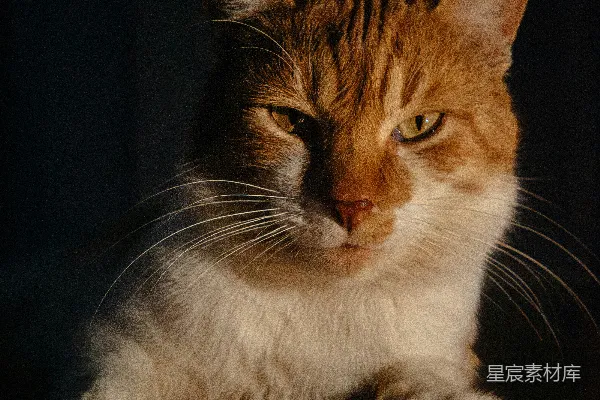 高清摄影 夜晚的猫