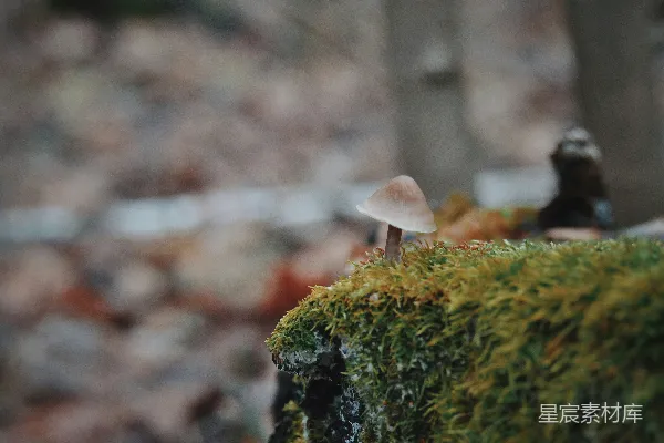 高清摄影 森林中的小蘑菇