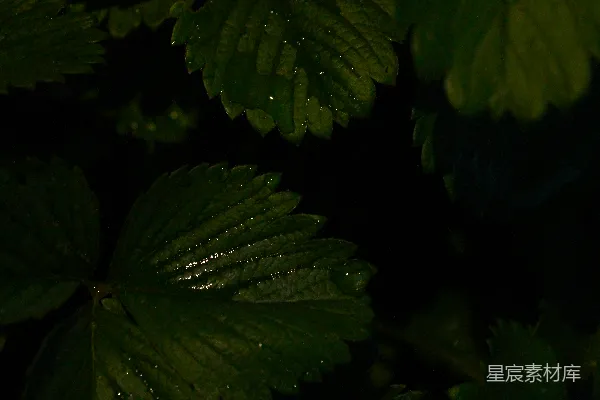高清摄影 夜雨中的叶子
