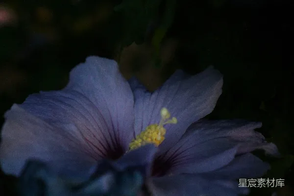 高清摄影 夜晚的紫色花朵