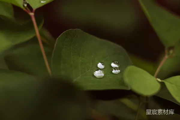 高清摄影 露珠与绿叶