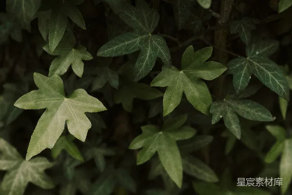 高清摄影 爬山虎的静谧时光