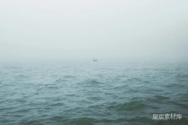 高清摄影 雾中独游的天鹅