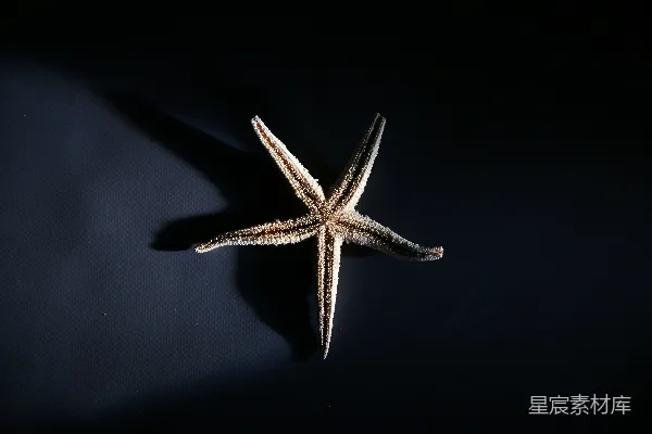 高清摄影 孤独的海星