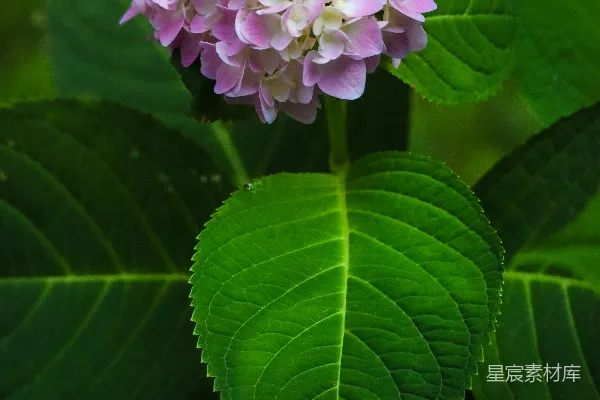高清摄影 粉紫色绣球花特写
