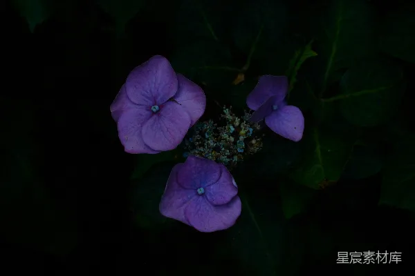 高清摄影 深色背景下的紫色绣球花