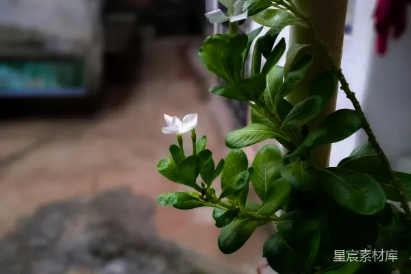 高清摄影 雨后清新的白茉莉花