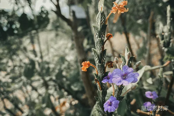 高清摄影 紫色花朵的自然之美