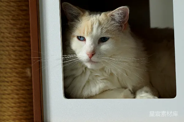 高清摄影 阳光下的猫
