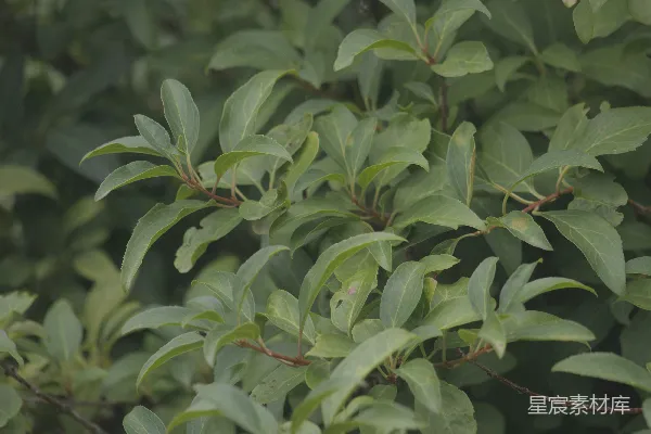 高清摄影 绿叶植物特写