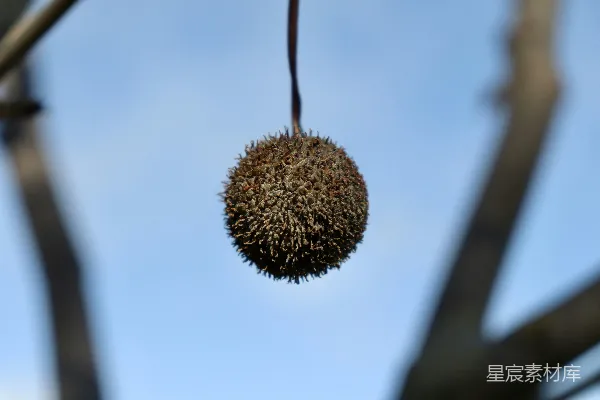 高清摄影 悬挂在蓝天下的圆球