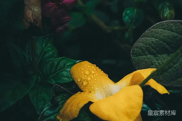 高清摄影 雨后黄花