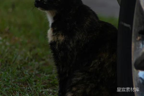 高清摄影 雨后草地上的三花猫
