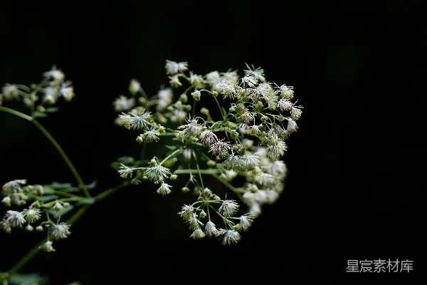 高清摄影 幽暗森林中的白色花朵
