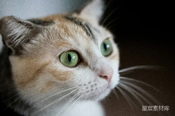 高清摄影 猫的眼睛
