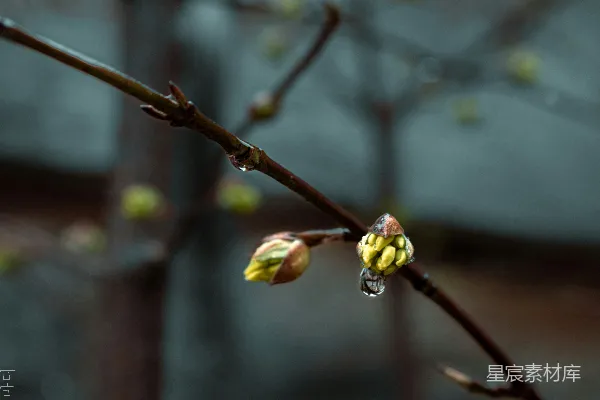 高清摄影 雨后的新芽