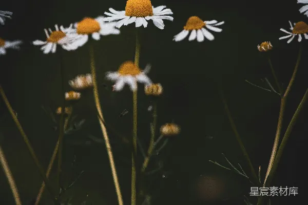 高清摄影 雏菊花丛