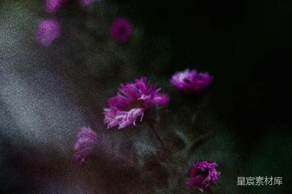 高清摄影 紫色花朵的静谧时光