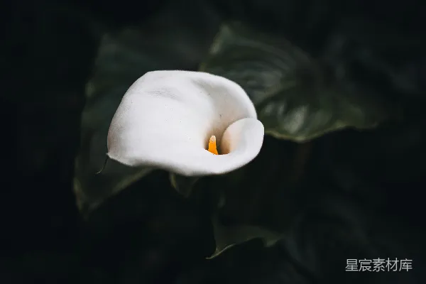 高清摄影 白色马蹄莲的优雅